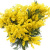 Букет из 9 веток мимозы