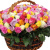 Букет MIX из 201 Кенийской розы
